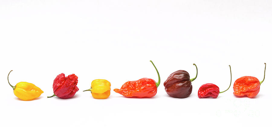 Hot Chilli Peppers Photograph by Tim Gainey