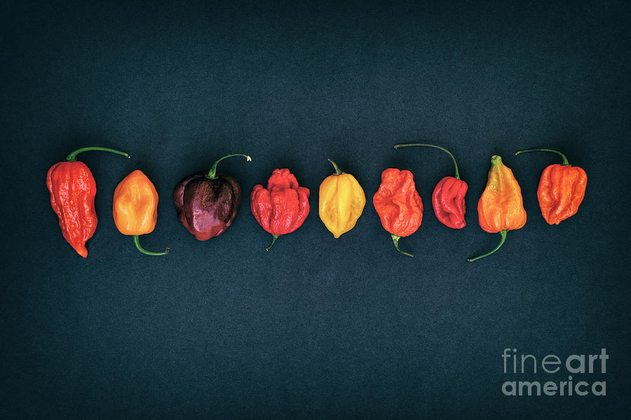 Hot Chillies  Photograph by Tim Gainey