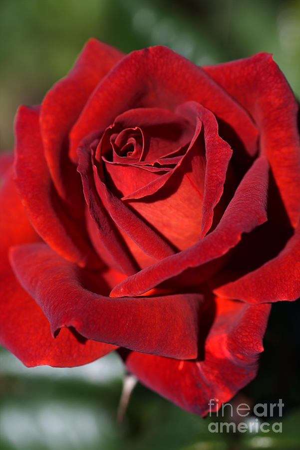 Nature Photograph - Hot Chocolate Rose by Joy Watson