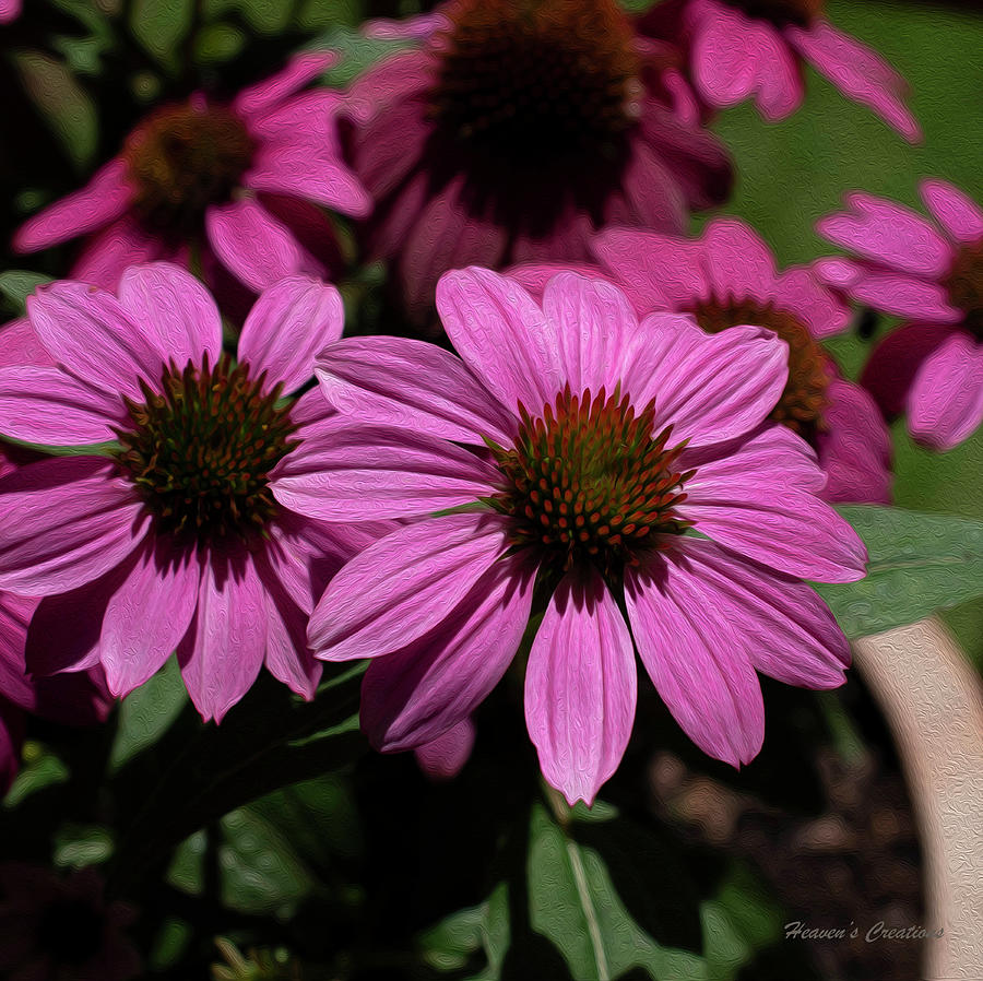 Hot Daisy Photograph by Julie Lawson - Fine Art America