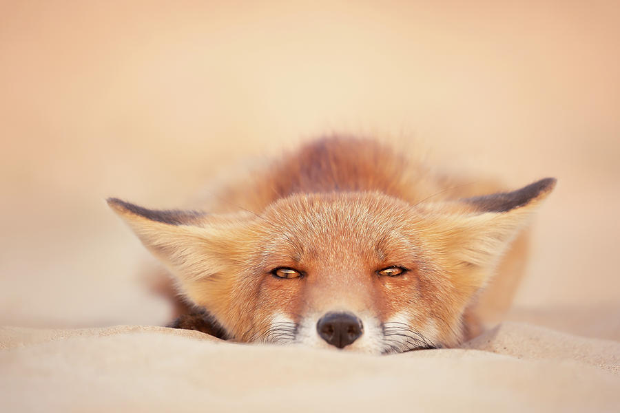 Animal Photograph - Hot Fox - Lazy red fox chilling in the sand by Roeselien Raimond