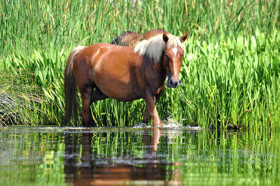 Hot Mare Sound Photograph By John Sams - Fine Art America