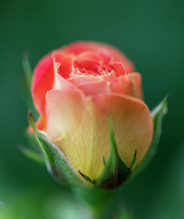 Hot Morning Rose / Elite Special Feature In Art District Group  Photograph by Aleksandrs Drozdovs