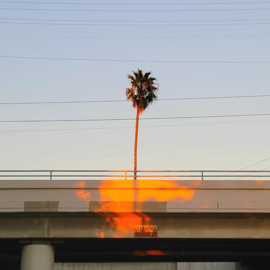 Hot Palm Photograph by Austin Brown - Fine Art America