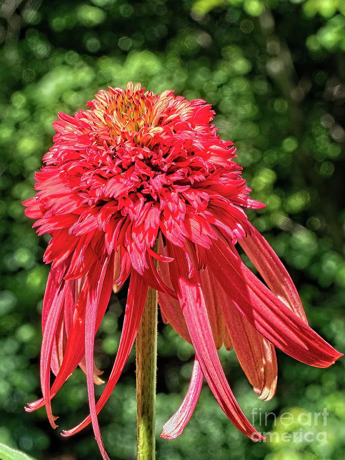 Hot Papaya Coneflower Photograph by Scott and Dixie Wiley