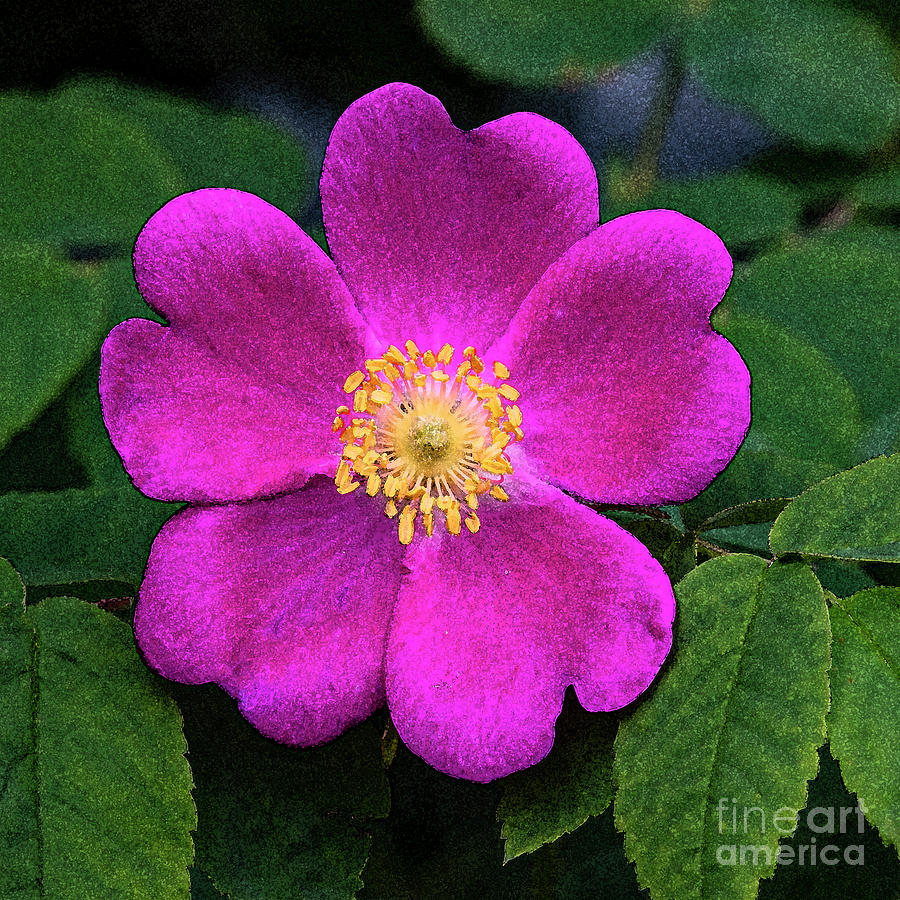 Hot Pink Anemone Square Photograph