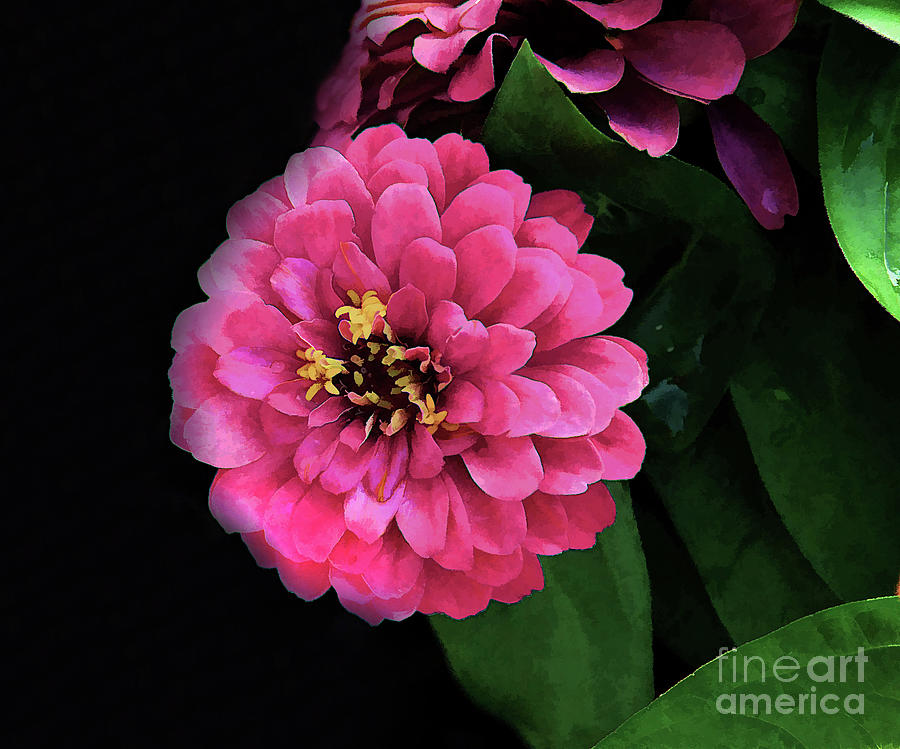 Flower Photograph - Hot Pink by Arnie Goldstein