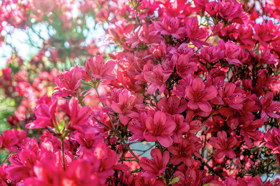 Hot Pink Azaleas Photograph by Sharon Popek