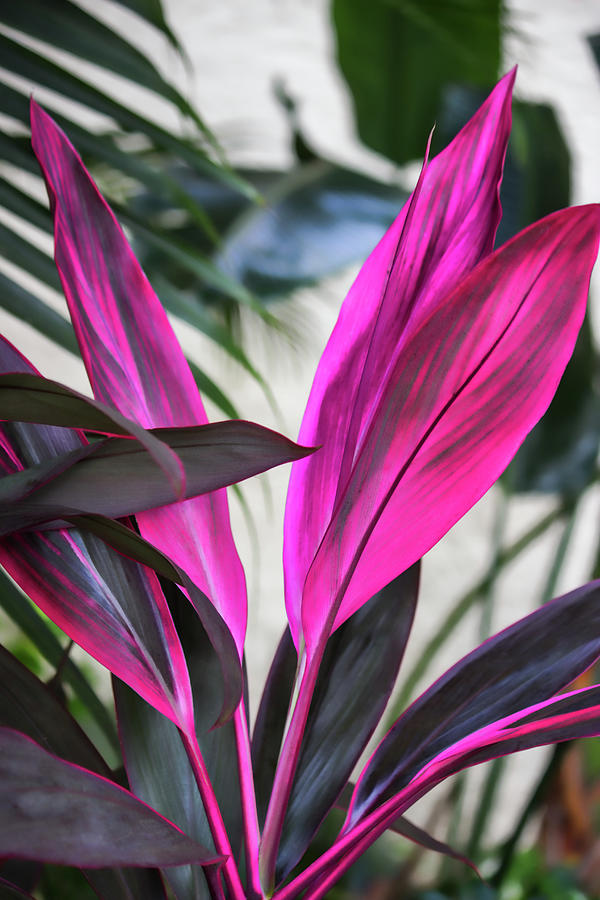 Hot Pink Beauty Plant Photograph by Roberta Byram
