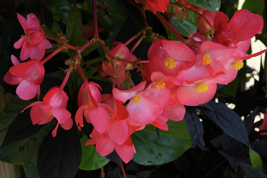 Hot Pink Begonias Photograph by Robert Tubesing - Fine Art America