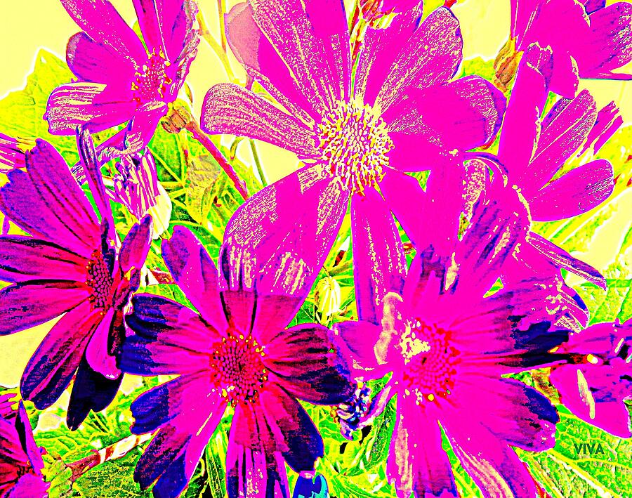 HOT PINK CINERARIA - For Kay Photograph by VIVA Anderson