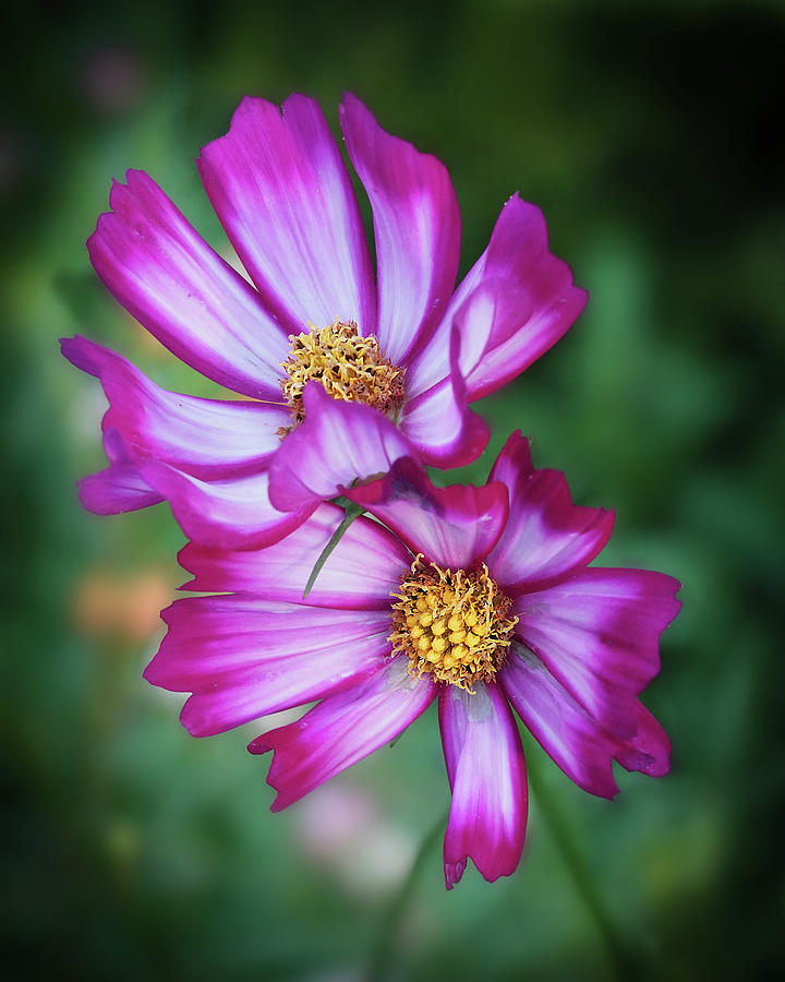 Hot Pink Cosmos Flowers Art Photo Photograph by Lily Malor