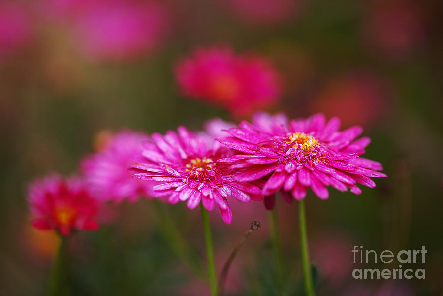 Hot Pink Double Flower Photograph by Joy Watson