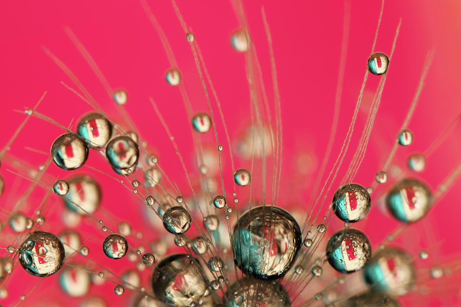 Hot Pink Drops Photograph by Sharon Johnstone