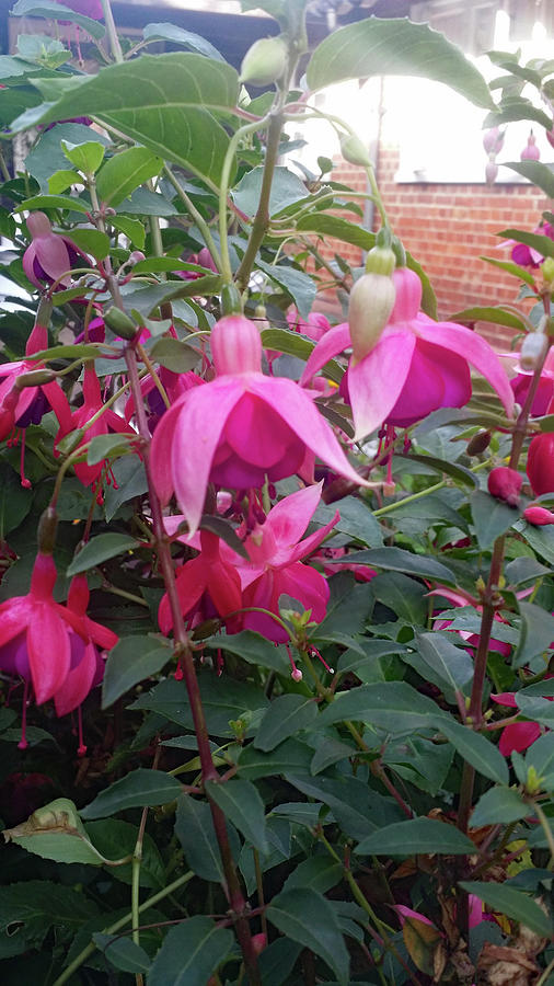 Hot Pink Fuchsias in Surrey Photograph by Roxy Rich