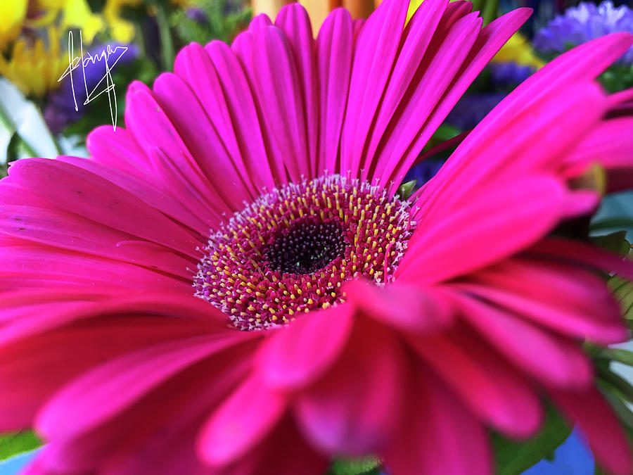 hot pink daisy flower