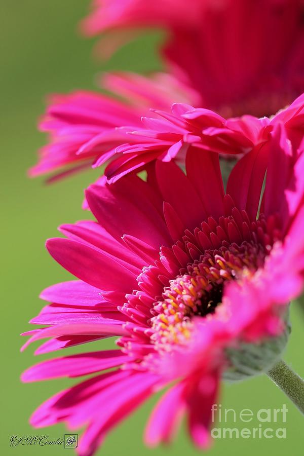 Hot Pink Gerbera Daisy Photograph By J Mccombie 