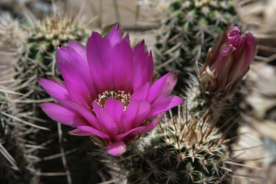 Hot Pink in the Arizona Sun Photograph by Deborah Hall