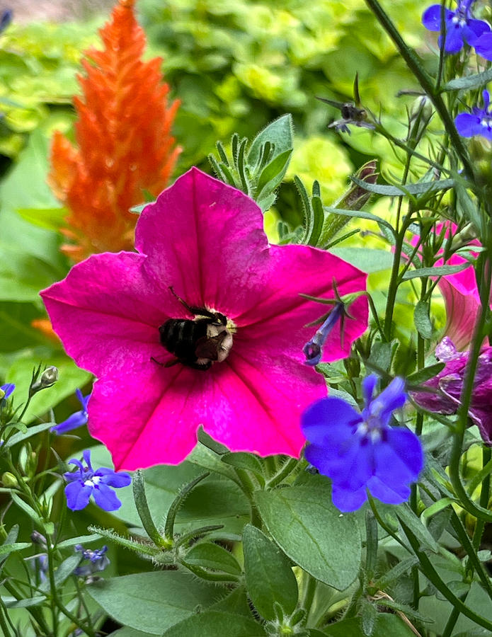 Hot Pink, Orange, Blue Flowers and a Carpenter Bee Photograph by Lora J Wilson