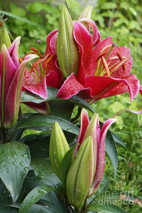 Hot Pink Oriental Lilies 2 Photograph by Maxine Billings | Fine Art America