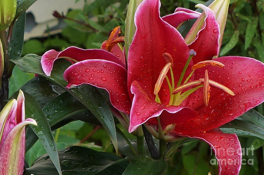 Hot Pink Oriental Lilies Photograph by Maxine Billings - Fine Art America