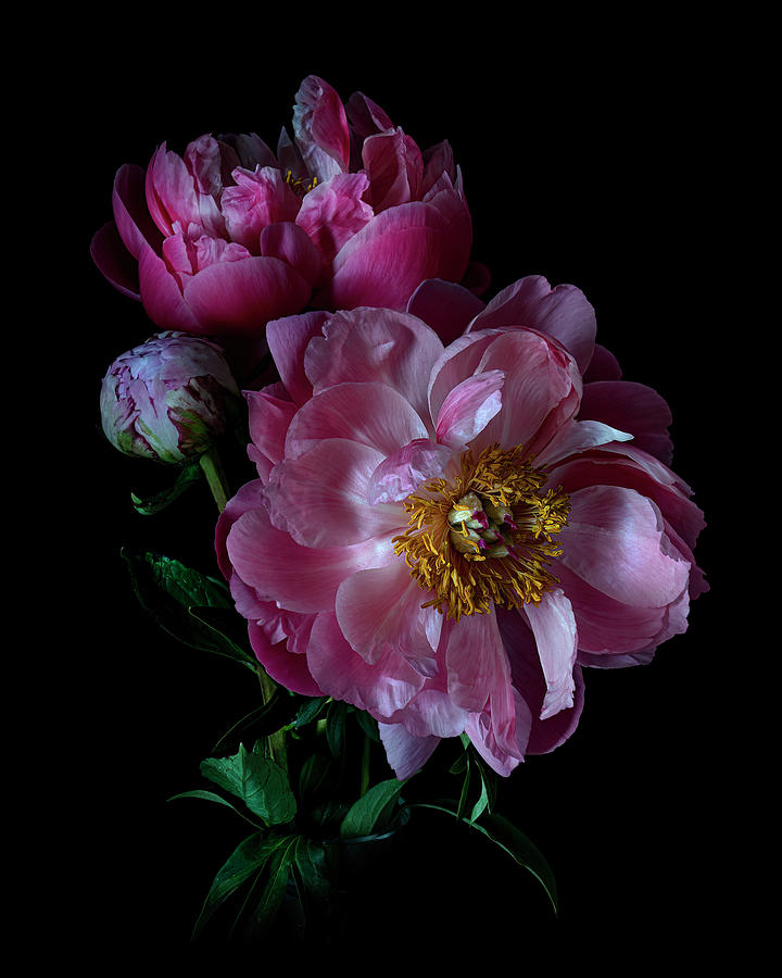 Hot Pink Peonies Photograph by Lily Malor - Fine Art America