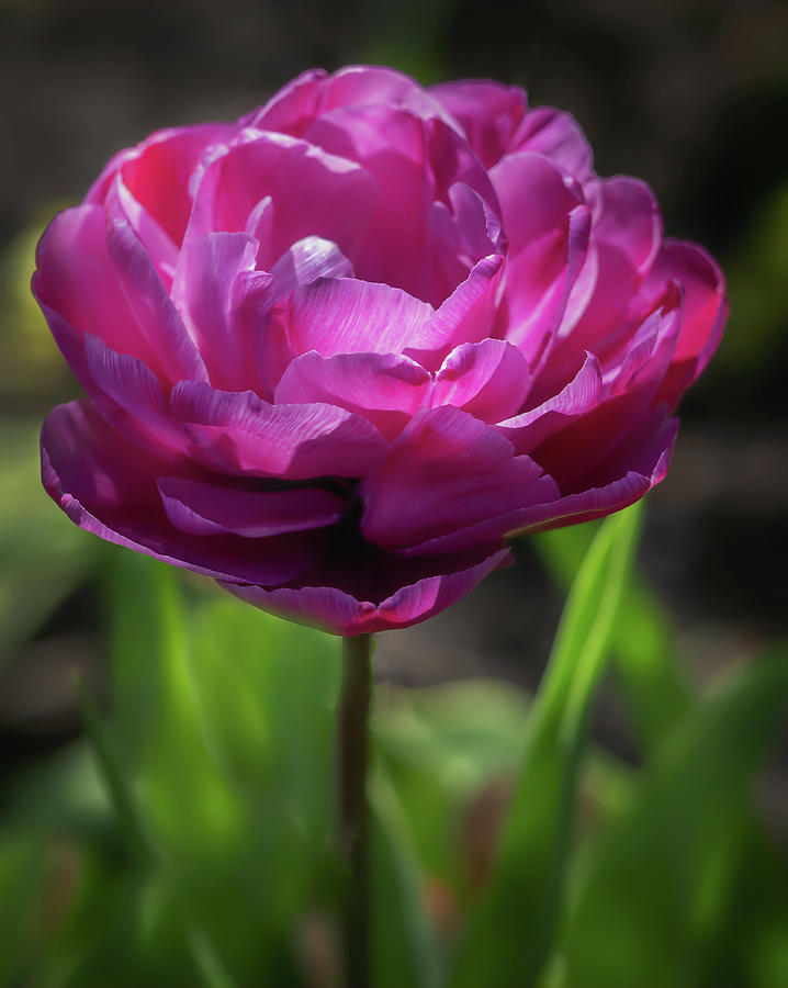 Hot Pink Peony Tulip  Photograph by Sylvia Goldkranz