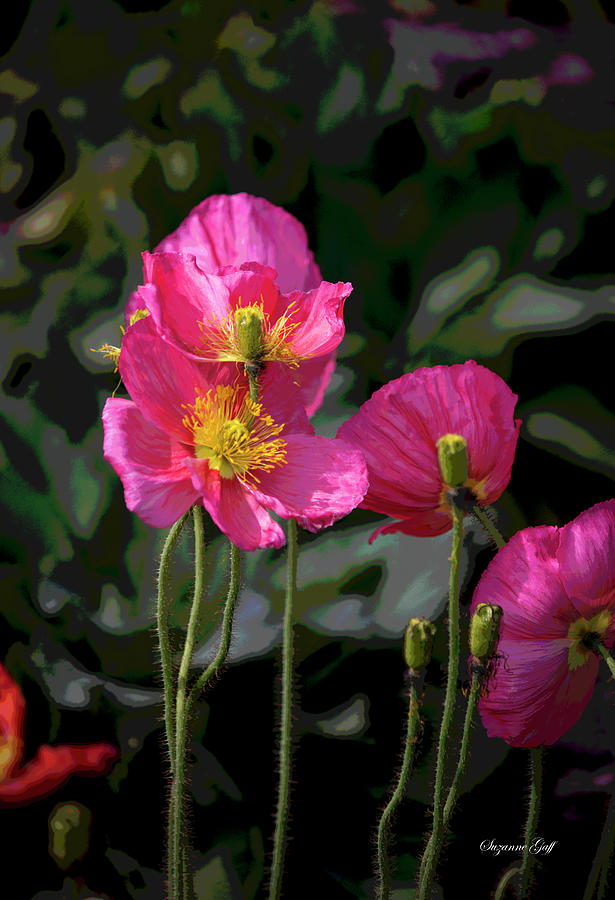 Hot Pink Poppies - Posterized Photograph