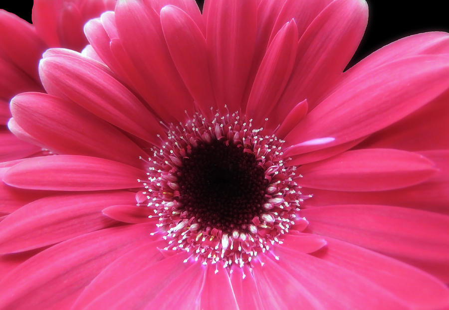 Hot Pink Red Gerbera Closeup Photograph by Johanna Hurmerinta