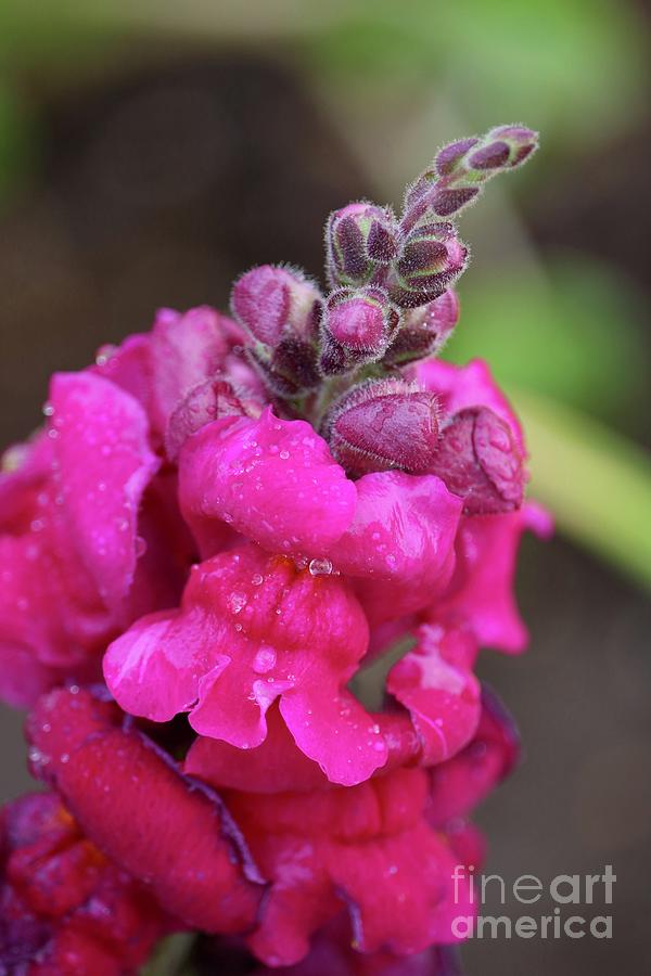 Hot Pink Snapdragon with Droplets Photograph by Carol Groenen