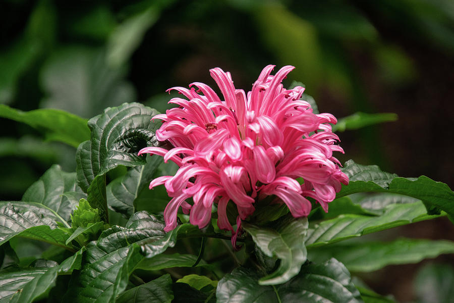 Hot Pink Tropical Flower Photograph by Betty Everett | Fine Art America