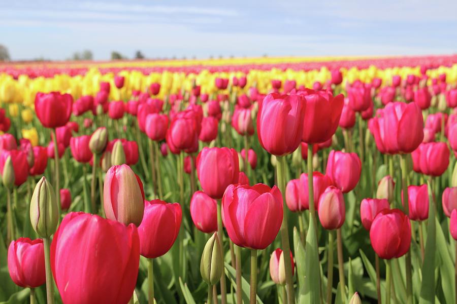 Hot Pink Tulips in the Field Photograph by Suzanne Stavert - Fine Art ...