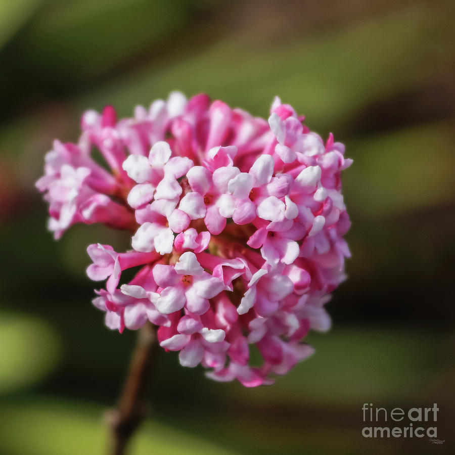 Flower Photograph - Hot Pink Viburnum Flowers by Jennifer White