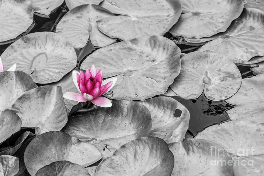 Hot Pink Water Lily Photograph by Jennifer White