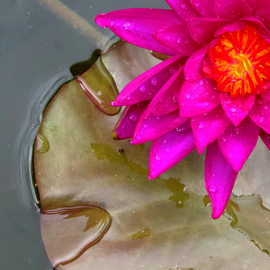 Hot Pink Water Lily Photograph by Shirley Dutchkowski