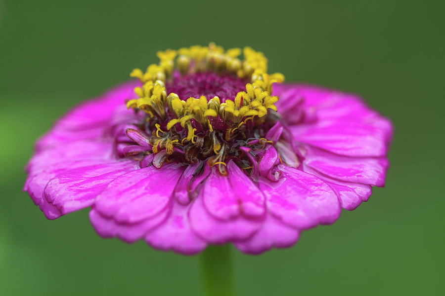 Hot Pink Zinnia with Golden Crown Photograph by Kathy Clark