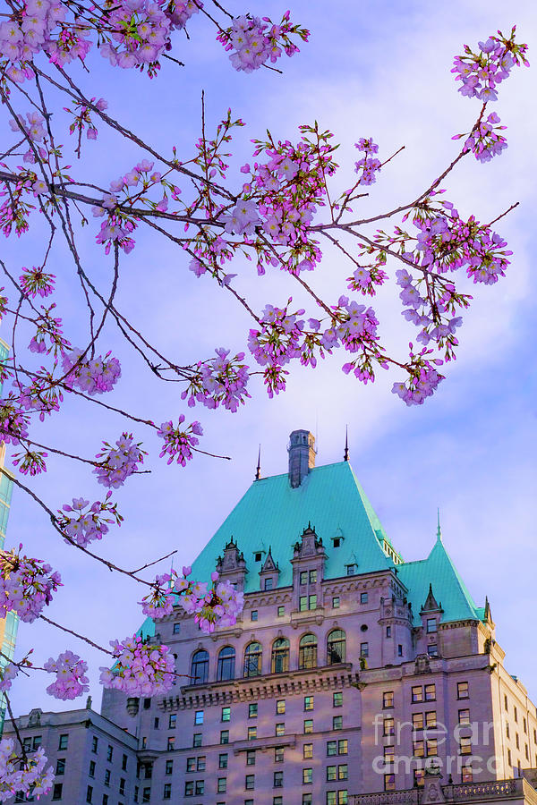 Hotel Vancouver, Cherry blossom Photograph by Michael Wheatley