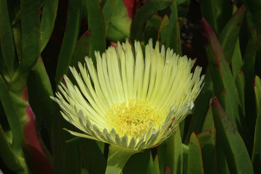 Hottentot-fig - Ice Plant Photograph by Nikolyn McDonald