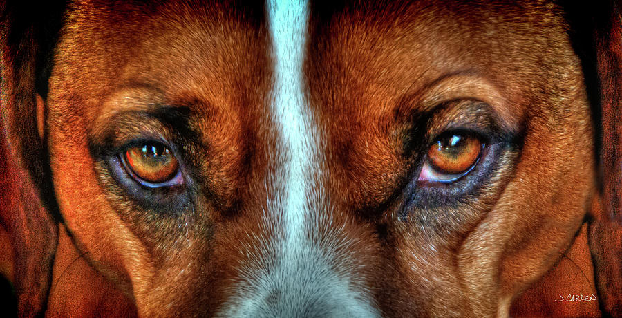 Hound Eyes Photograph by Jim Carlen