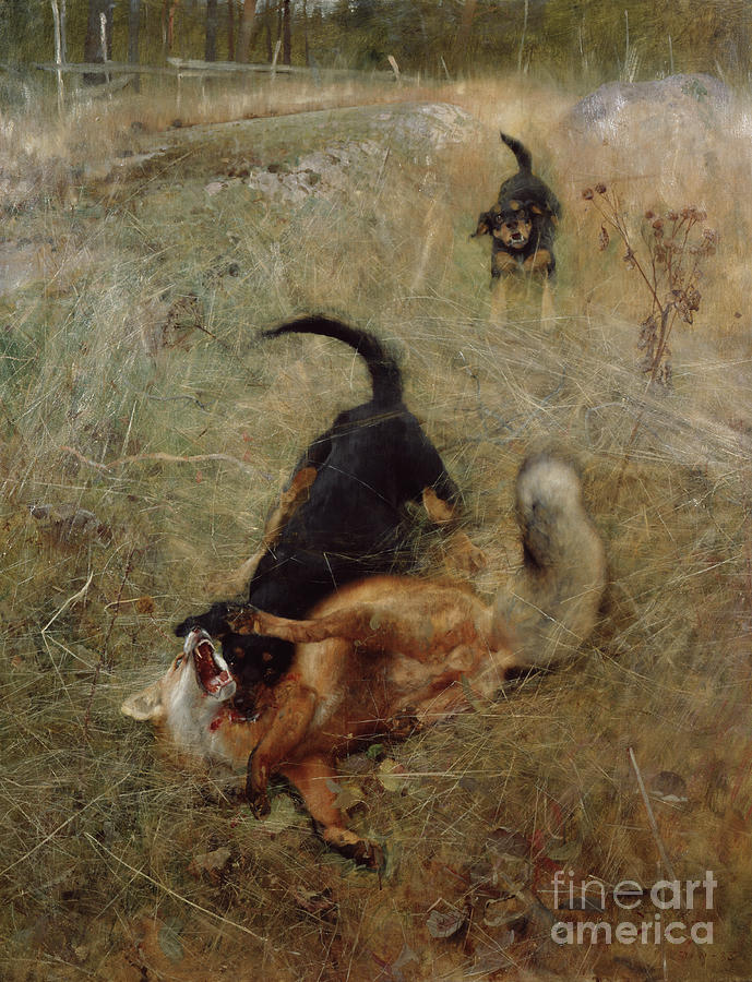 Hounds and fox, 1885 Painting by O Vaering by Bruno Liljefors