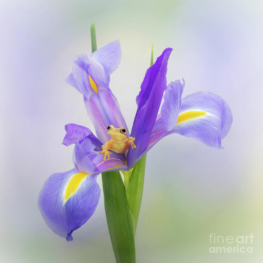 Nature Photograph - Hourglass Tree Frog and the Iris by Linda D Lester
