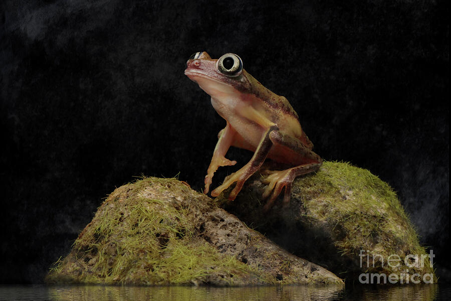 Wildlife Photograph - Hourglass Tree Frog Sitting on Rocks by Linda D Lester