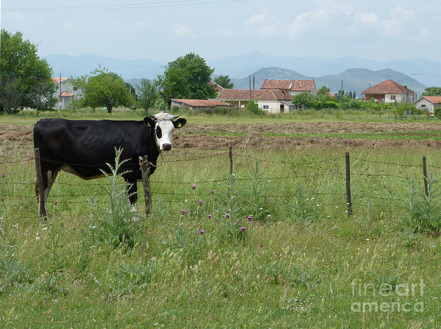 Cow and Village - Montenegro Photograph by Phil Banks