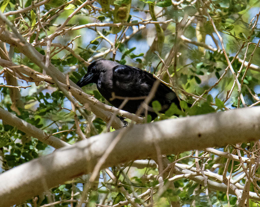 House Crow Photograph by William Bitman