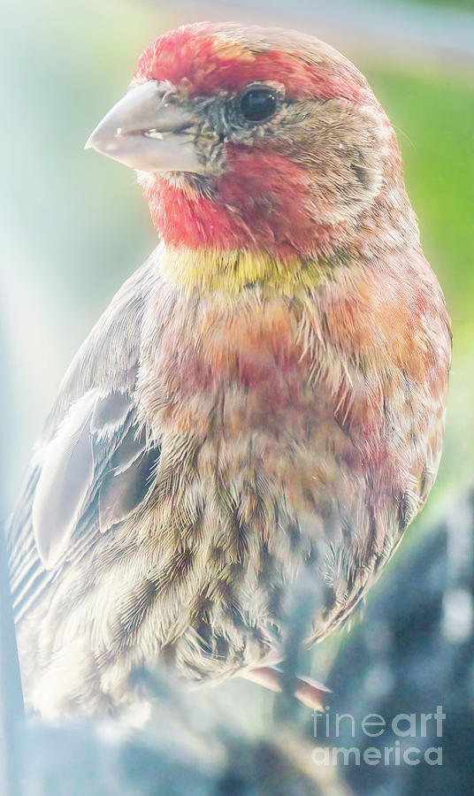 House Finch Unusual Pigments Photograph by Charline Xia