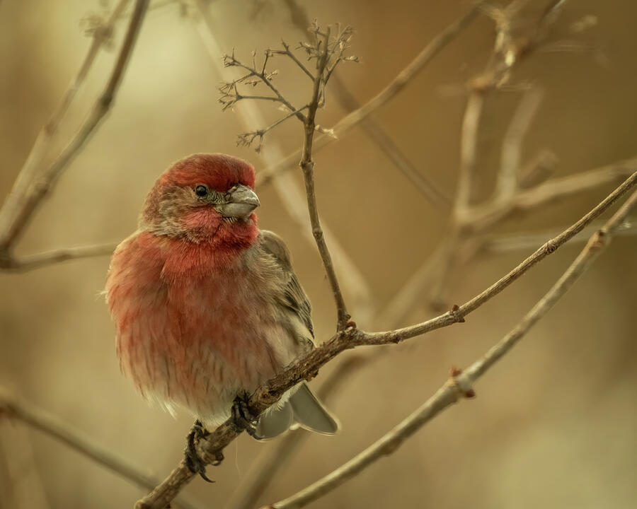 House Finch 1 Photograph by Dodie Ross House Finch 1 Photograph by Dodie Ross