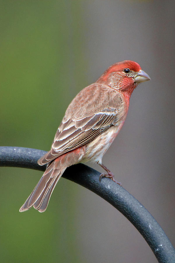 House Finch #1 Photograph by Jerry Griffin