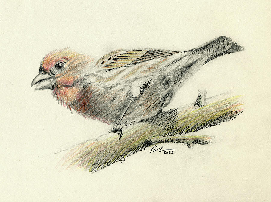 Finch Drawing Mat