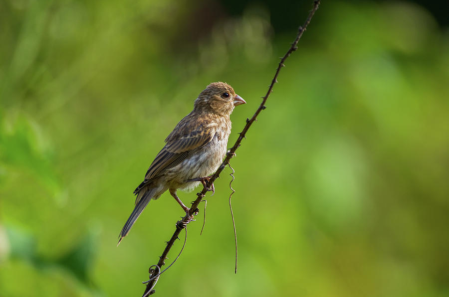House Finch - 1716 Photograph by Jerry Owens