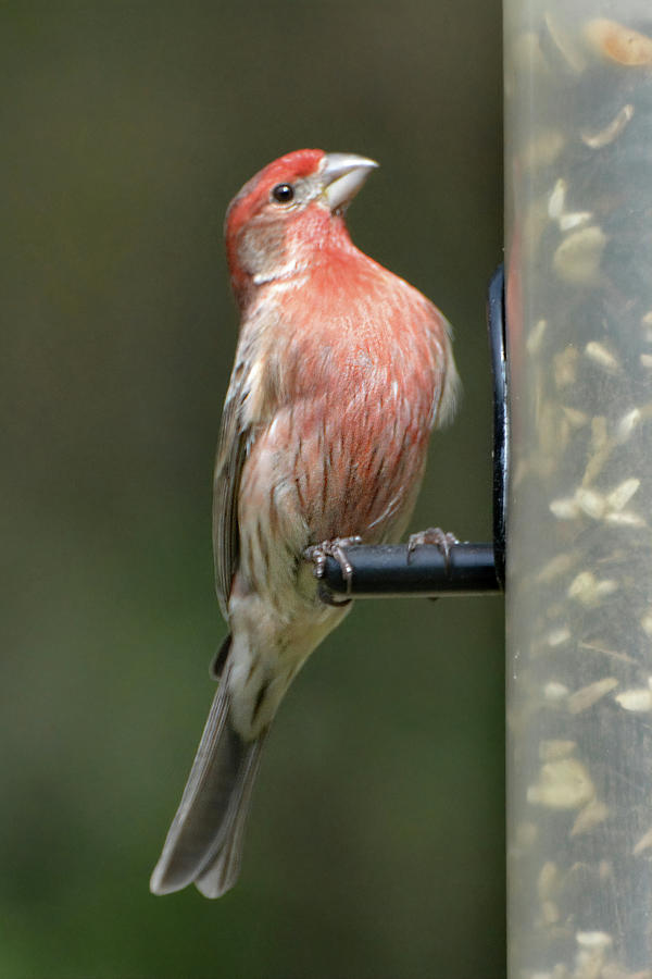 House Finch #2 Photograph by Jerry Griffin